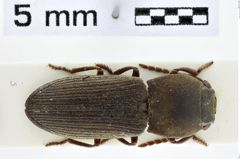 Foto (Dorsalansicht) von Trieres ramitarsus (NHMW-ZOO-COL-0010995)